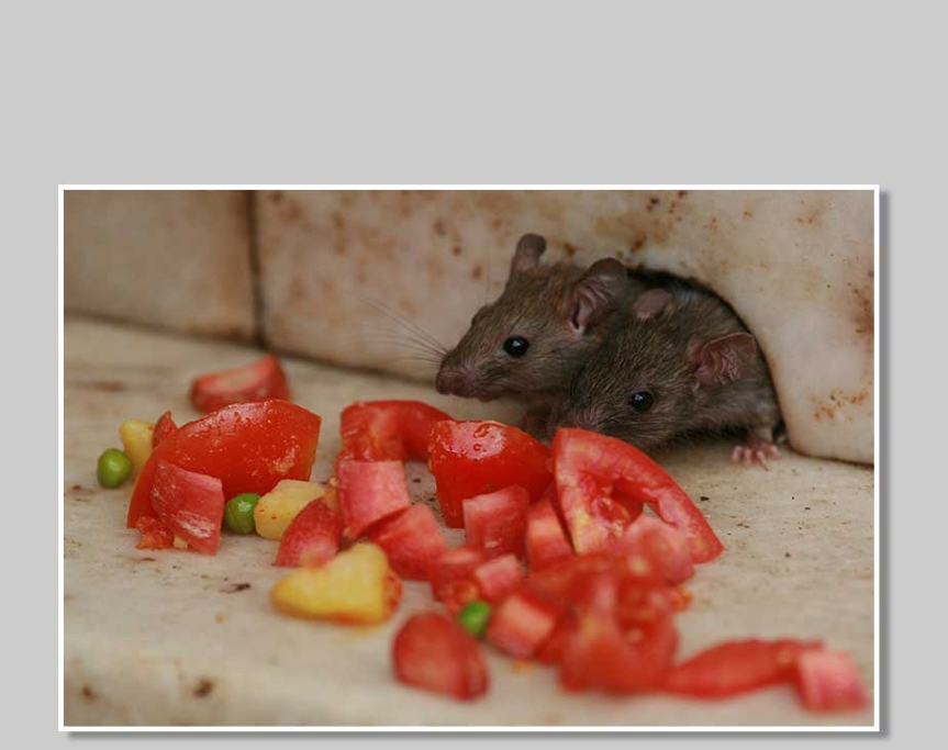 Råttor i råttemplet